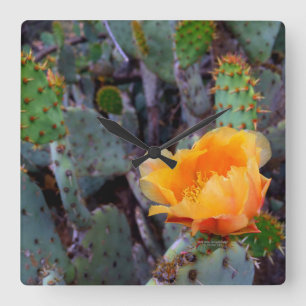 Orange Flowered Prickly Pear Opuntia Cactus Quadratische Wanduhr