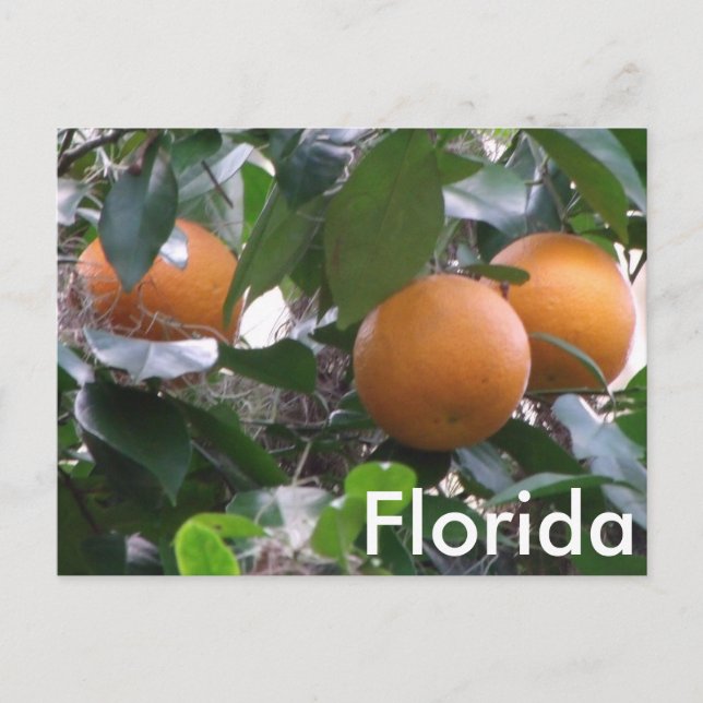 Orange Foto Postkarte (Vorderseite)