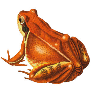 Orange Frog Geschenkpapier
