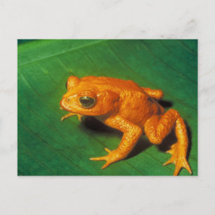 Orange Frog Postkarte