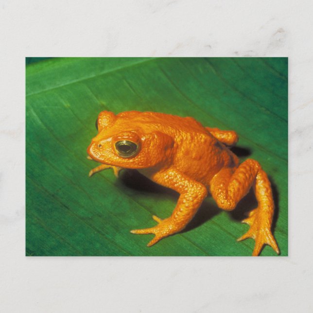 Orange Frog Postkarte (Vorderseite)