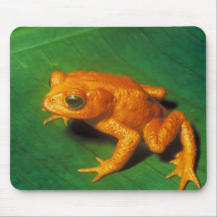 Orange Frosch Mousepad