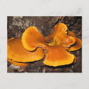 Orange Fungus Postkarte
