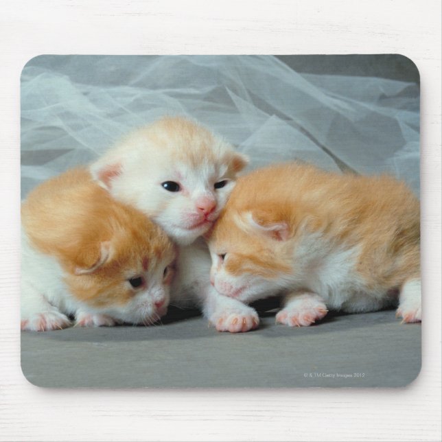 Orange Fur Kittens Mousepad (Vorne)