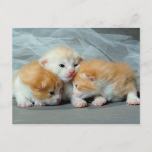 Orange Fur Kittens Postkarte