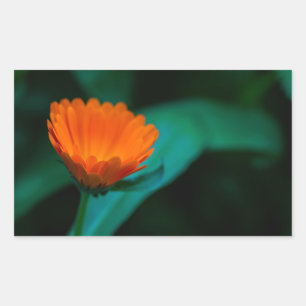 Orange Gänseblümchen-Blumenfotografie Rechteckiger Aufkleber
