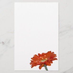 Orange Gänseblümchengerbera-Blume Briefpapier