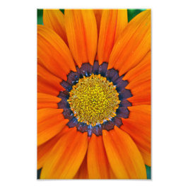 Orange Gazania African Daisies Summer Blume Fotodruck