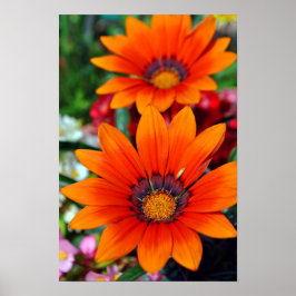Orange Gazania African Daisies Summer Blume Poster