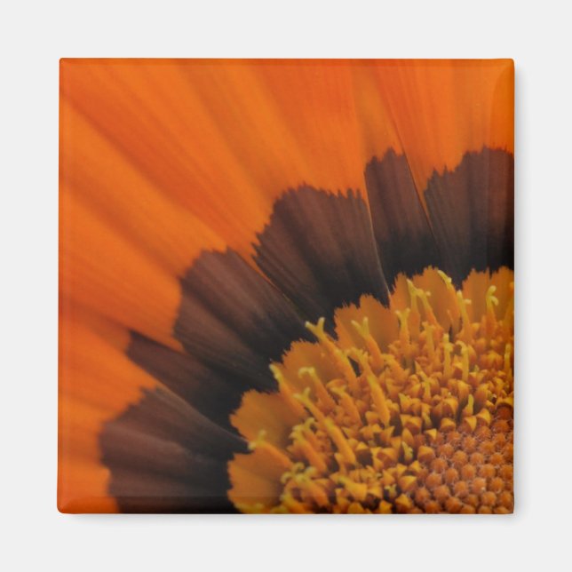 Orange Gazania Magnet (Vorne)