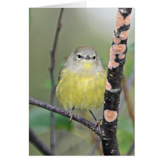 Orange-gekrönter Trällerer (Vorne)