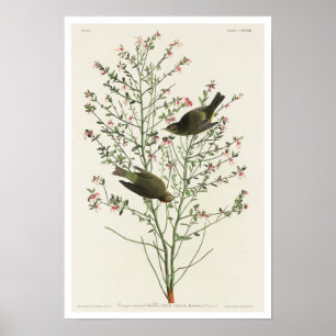 Orange-gekrönter Warbler von Audubon Poster