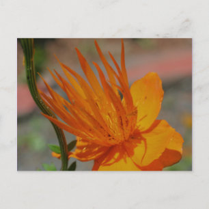 Orange Gelb-Blumen-Fotografie-Postkarte Postkarte