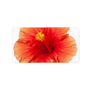 Orange Gelb-Hibiskus-tropischer Blumen-Hawaiianer Adressaufkleber