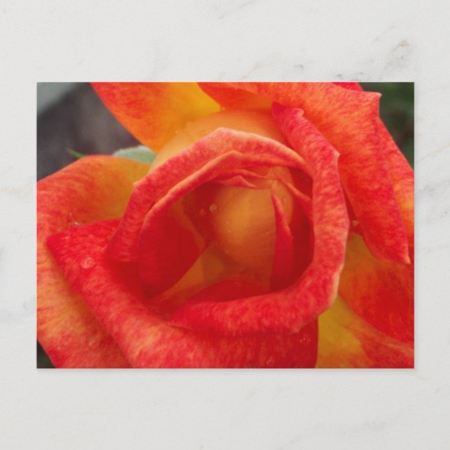 Orange & Gelbe Rose Postkarte (Vorderseite)