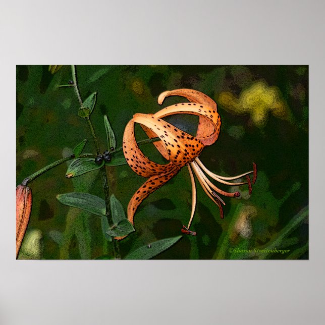 "ORANGE GEPUNKTET TIGER LILY (FOTOG) POSTER (Vorne)