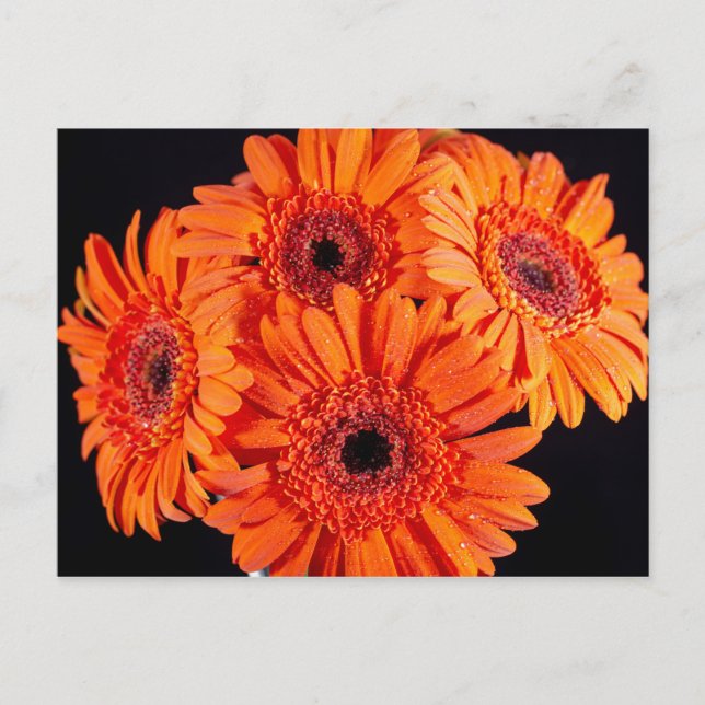 Orange Gerber Daisies Ankündigungspostkarte (Vorderseite)