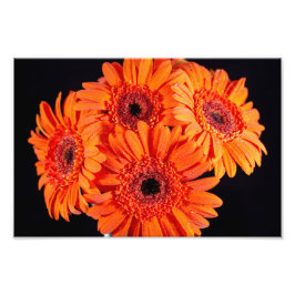 Orange Gerber Daisies Fotodruck
