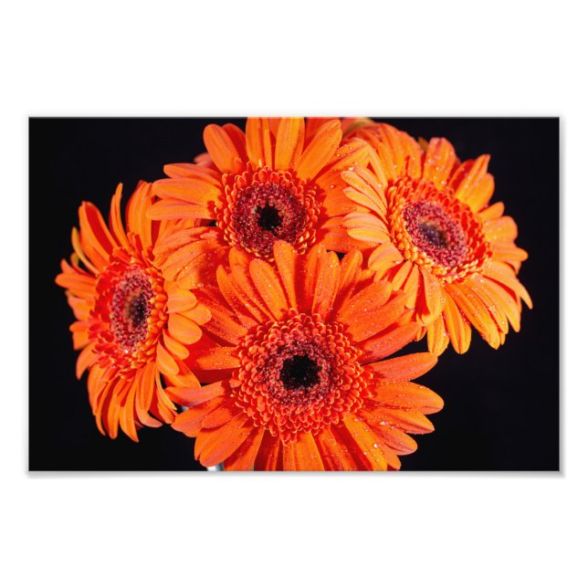 Orange Gerber Daisies Fotodruck (Vorne)