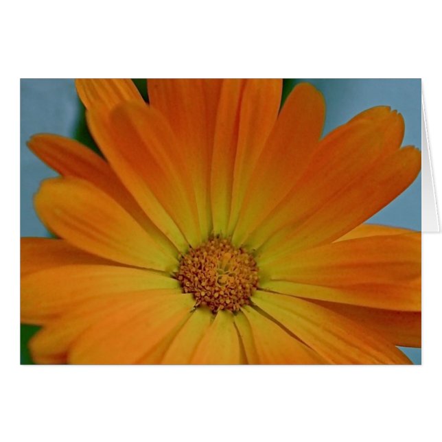 Orange Gerber Daisy (Vorderseite (Horizontal))
