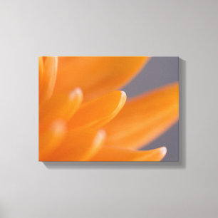 Orange Gerber Daisy Petals Leinwanddruck