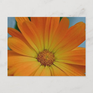 Orange Gerber Daisy Postkarte