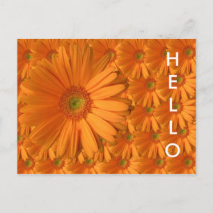 Orange Gerber Daisy Postkarte