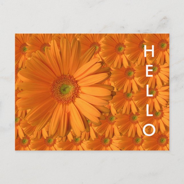 Orange Gerber Daisy Postkarte (Vorderseite)