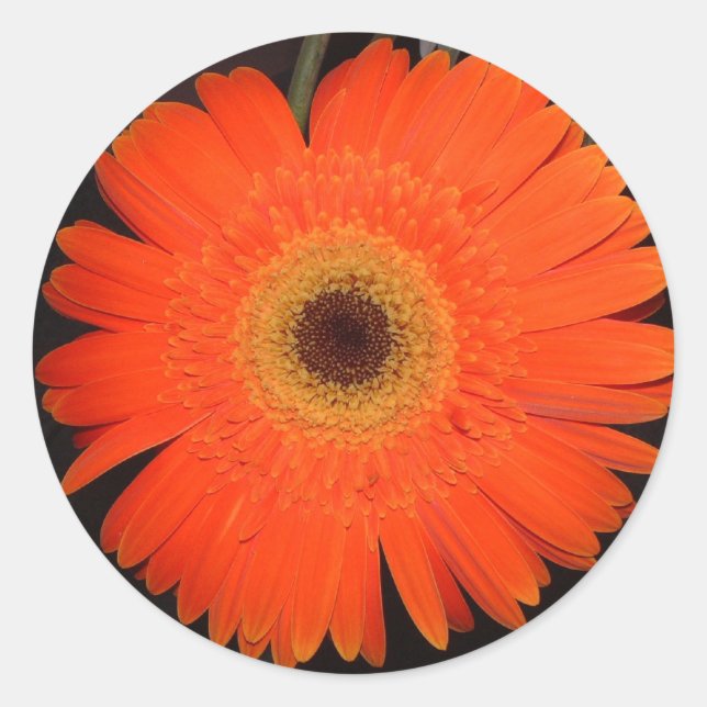 Orange Gerber Daisy Runder Aufkleber (Vorderseite)