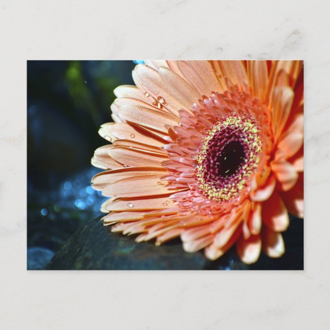 Orange Gerbera Blume Fotograf Postkarte (Vorderseite)