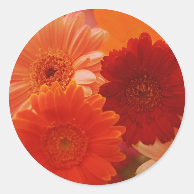 Orange Gerbera Daisy Blume Art Decal Stickers (Vorderseite)