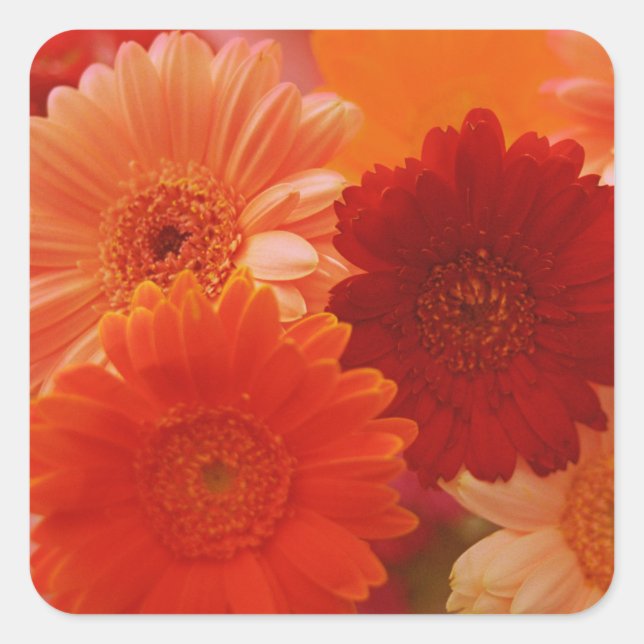 Orange Gerbera Daisy Blume Art Sticker Decals (Vorderseite)