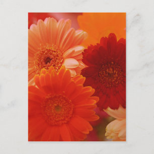 Orange Gerbera Daisy Blume Foto Art Postcard Postkarte