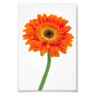 Orange Gerbera Daisy Blume Fotodruck