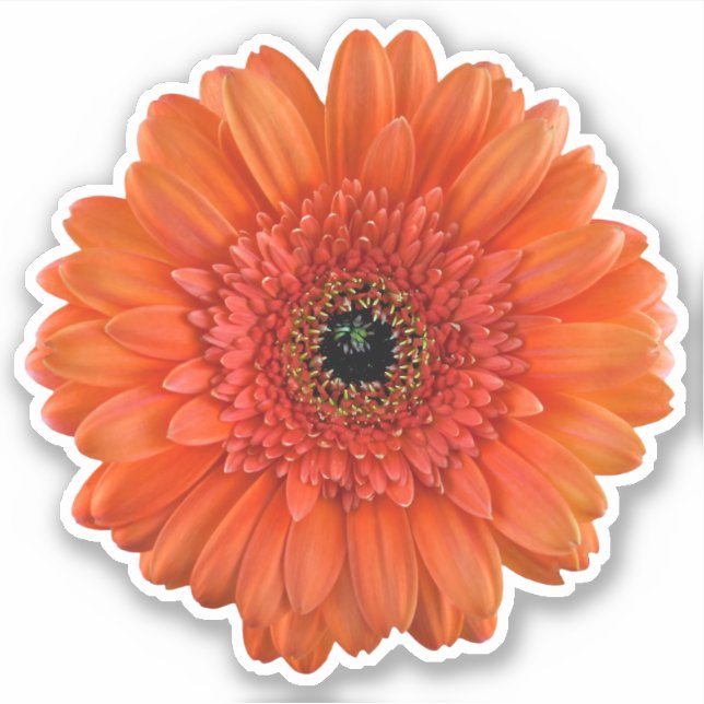 Orange Gerbera Daisy Blume Kiss-Cut Sticker (Vorderseite)