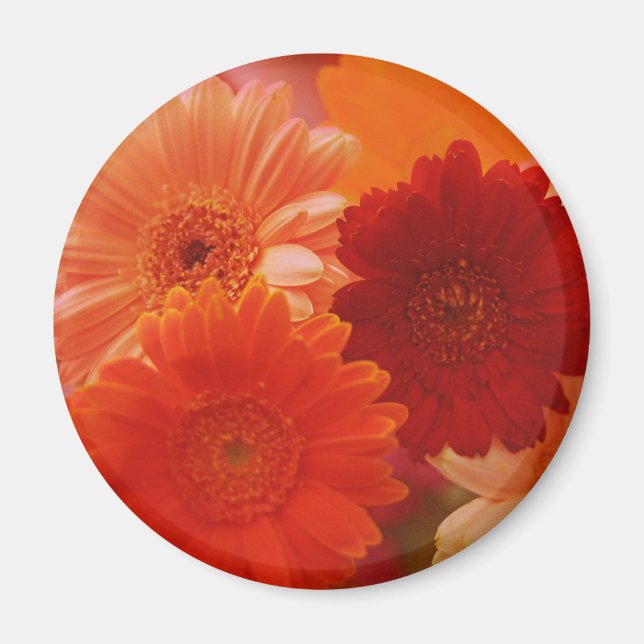 Orange Gerbera Daisy Blume Kühlschrank Magnet (Vorne)