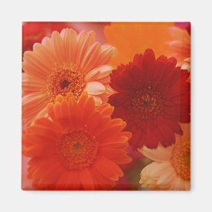 Orange Gerbera Daisy Blume Kühlschrank Magnete