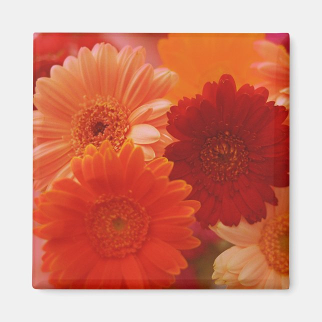 Orange Gerbera Daisy Blume Kühlschrank Magnete (Vorne)