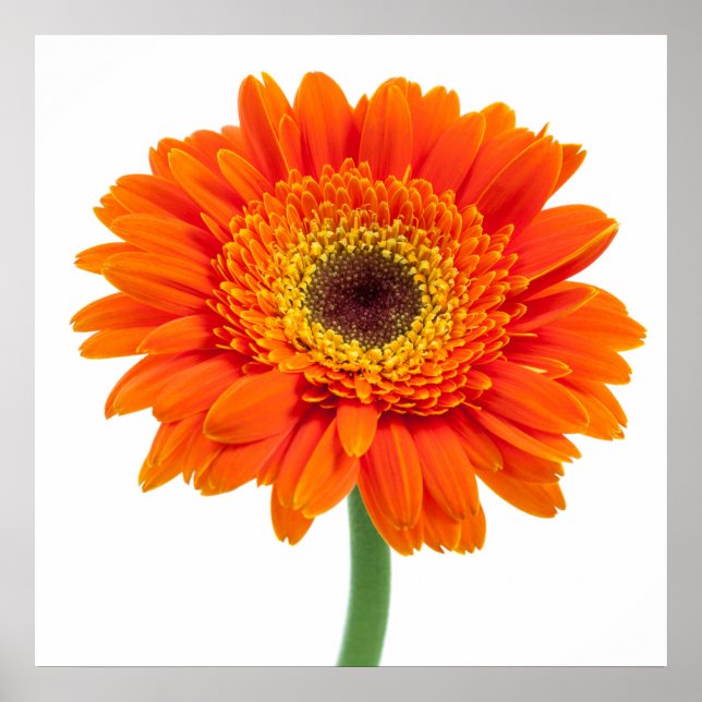 Orange Gerbera Daisy Blume Poster (Vorne)