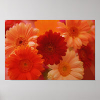 Orange Gerbera Daisy Blume Wall Art Print Poster