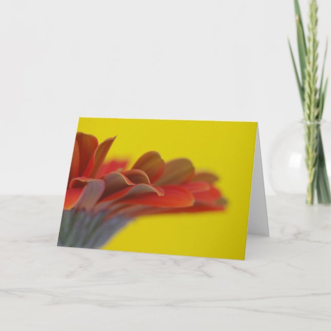 Orange Gerbera Daisy Card Karte (Vorderseite)