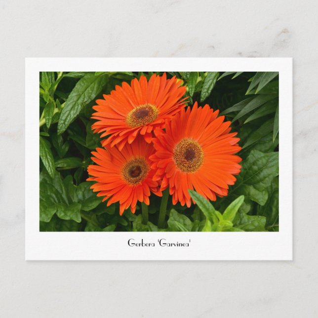 Orange Gerbera Daisy Collectible Postcard Postkarte (Vorderseite)