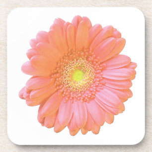 Orange gerbera daisy getränkeuntersetzer