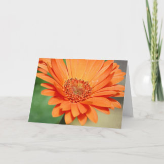 Orange Gerbera Daisy Karte
