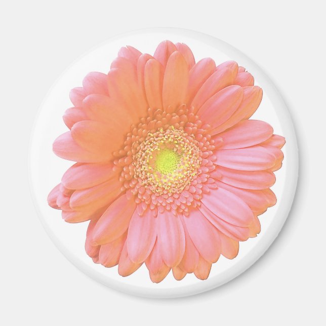 Orange gerbera daisy magnet (Vorne)