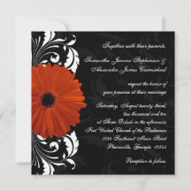 Orange Gerbera Daisy mit Schwarz-Weiß-Rollen