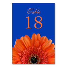 Orange Gerbera Daisy Royal Blue Wedding