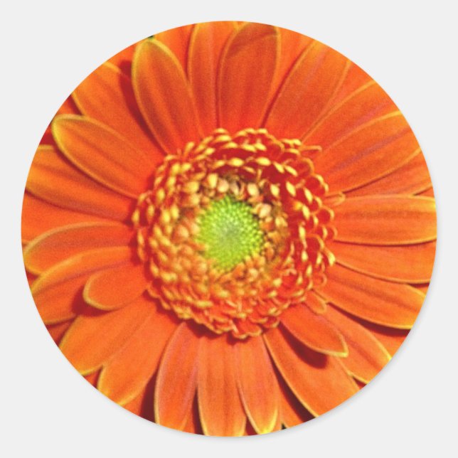 Orange Gerbera-Gänseblümchen-Aufkleber Runder Aufkleber (Vorderseite)