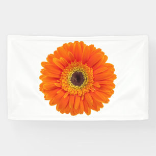 Orange Gerbera-Gänseblümchen Banner