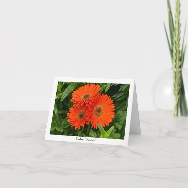 Orange Gerbera-Gänseblümchen-sammelbare Karte (Vorderseite)